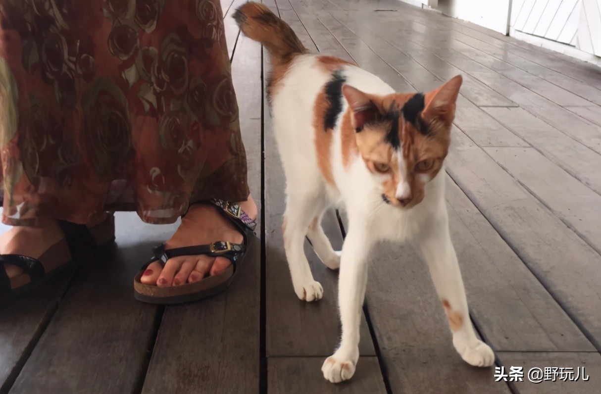 世界上最适合吸猫的城市,吸猫必去的十个地方