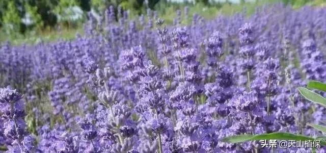 伊犁可克达拉草原,伊犁草原之旅