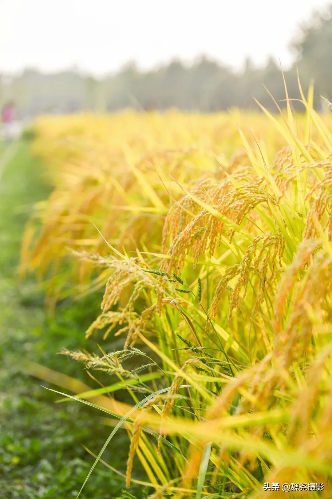 北京北坞公园里的京西稻又熟了,曾经只有皇上才能吃上这儿的大米