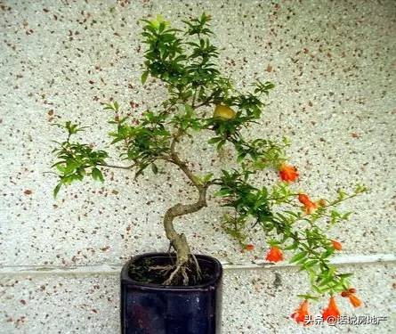 养好花六大关键十年养花经验总结,各种花卉养花技巧知识大全合集