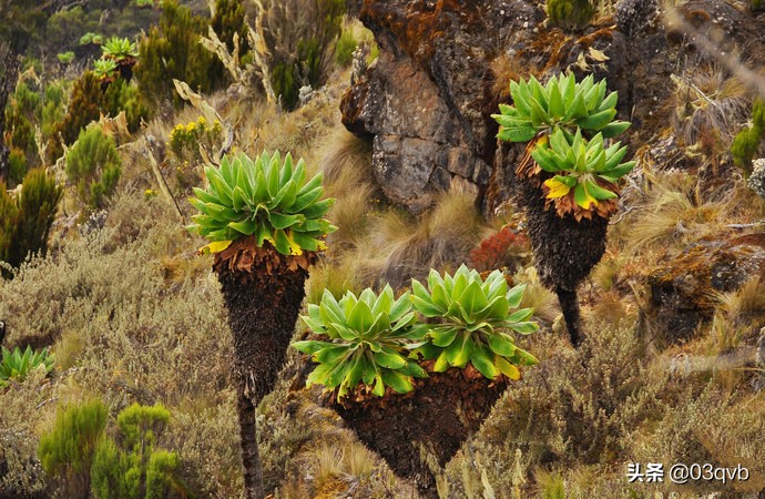 鏈涙棤杈归檯鐨勬捣,鏈涙棤杈归檯