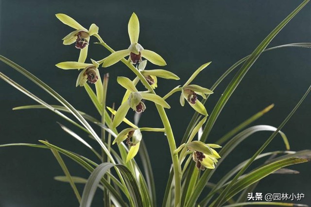 优质兰花的15个特点,你家兰花有么?