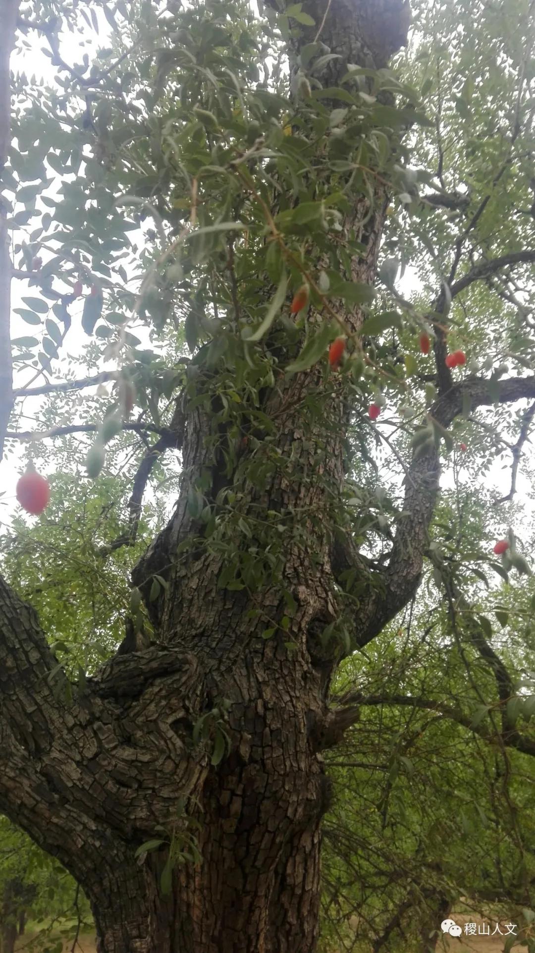 我骄傲我是介休人朗诵,我骄傲我是山西泽州人