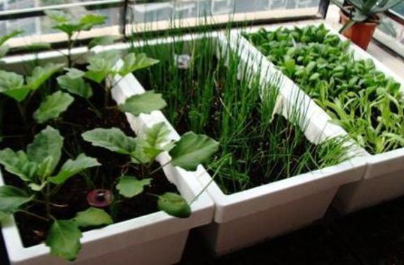 芦笋阳台种菜,菜园怎么种芦笋