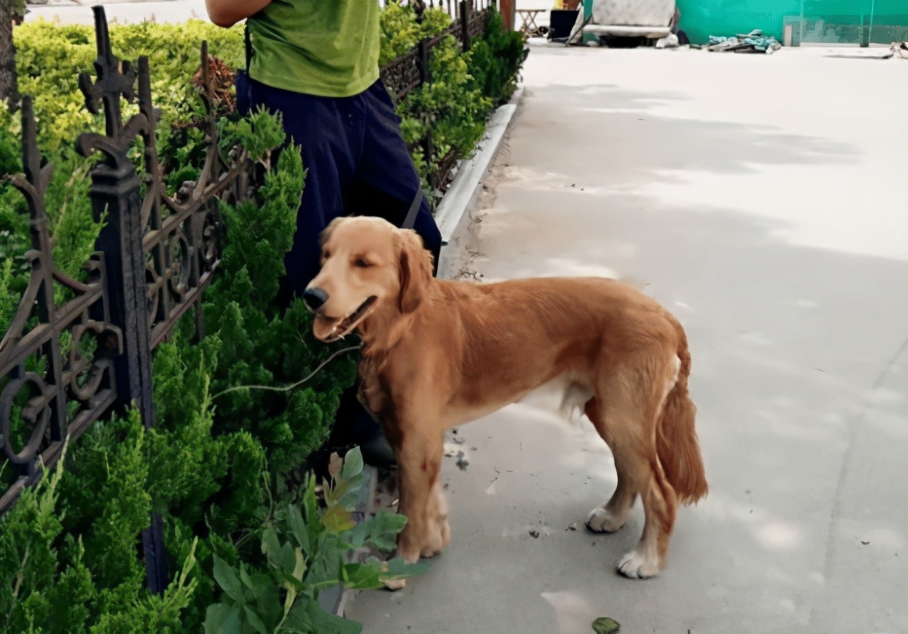 金毛幼犬偏瘦怎么办,金毛犬矮