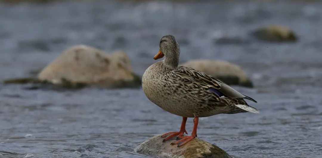 涂上黄色的“润唇膏”，TA就是野鸭中最靓的仔