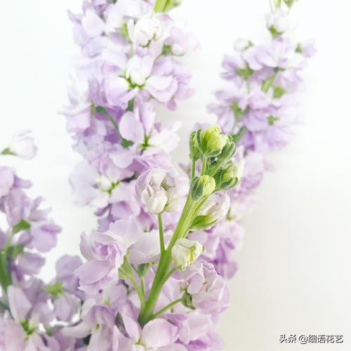 紫罗兰为什么是最尊贵的,拿破仑最喜欢的紫罗兰花