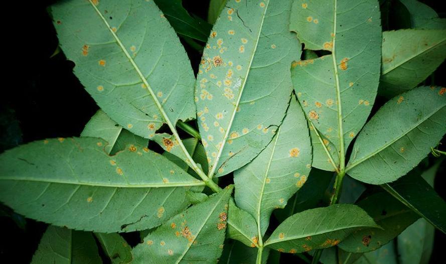 花椒树黄锈病怎么防治,花椒树各种病害的症状