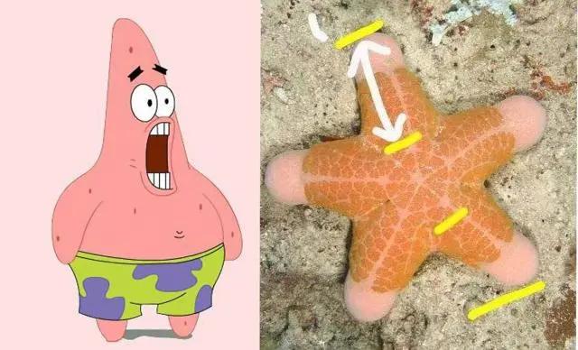 现实中的海绵宝宝是海洋生物,海绵宝宝中的珍珍是什么海洋生物