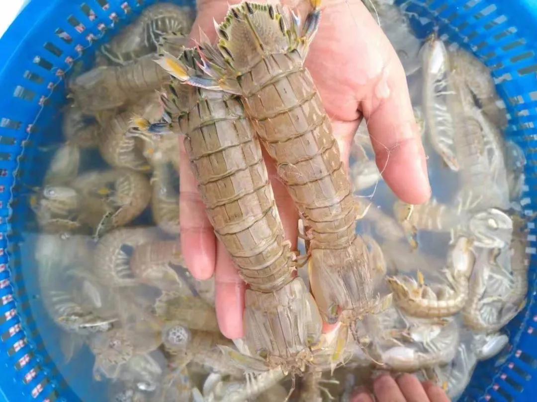迁安皮皮虾,迁安海鲜皮皮虾