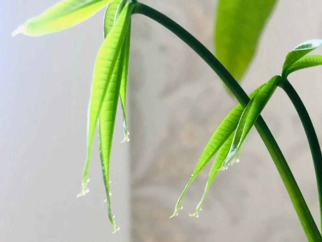 花叶子冒水珠怎么养,花叶子哗哗掉