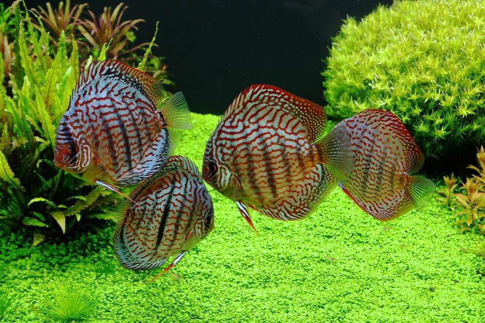 铺底砂养七彩神仙鱼造景,七彩神仙鱼缸造景效果图