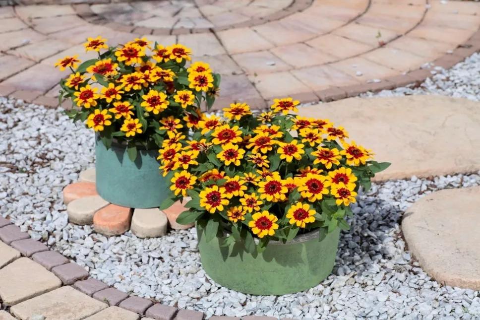 这43个来自世界各地的新品种，快来看看有没有你的菜