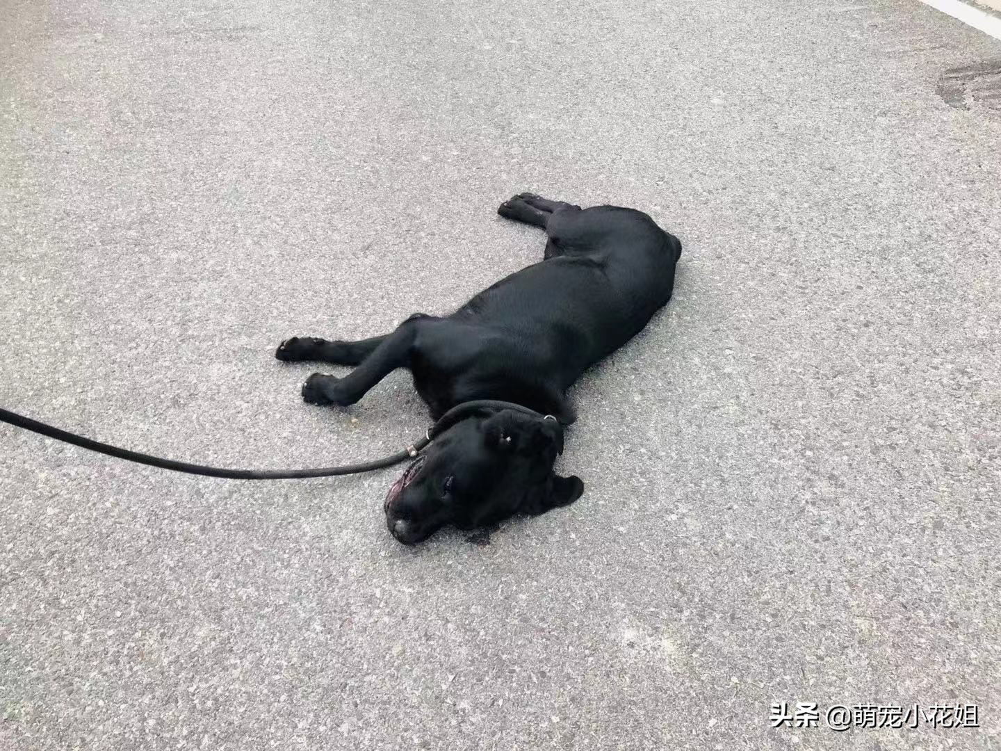 幸运的狗狗却不幸感染血液病,众人为它奔波求医,却没能挽回它