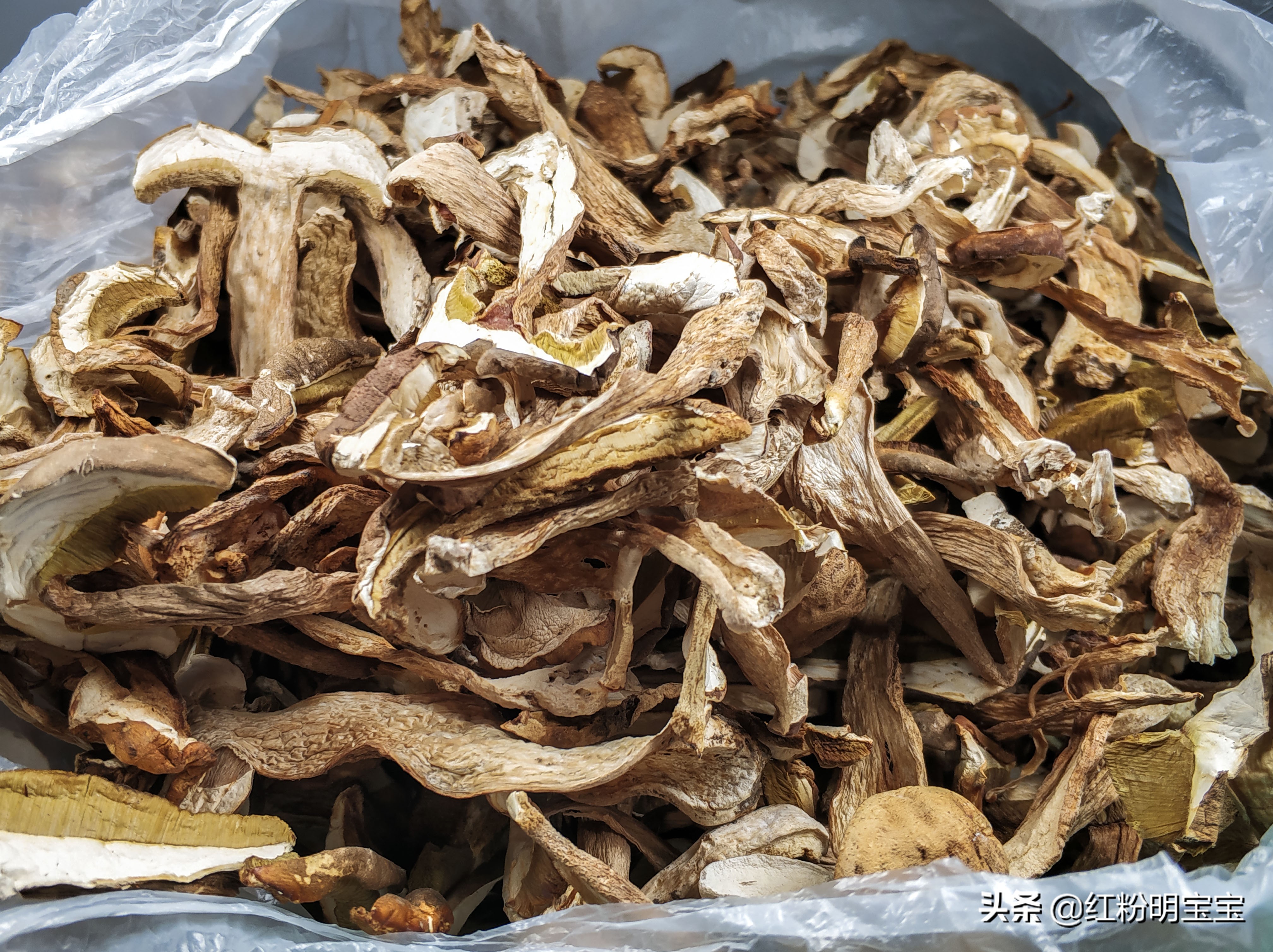 野生蘑菇,大山里的美味牛肝菌|红菇,有钱也很难买得到