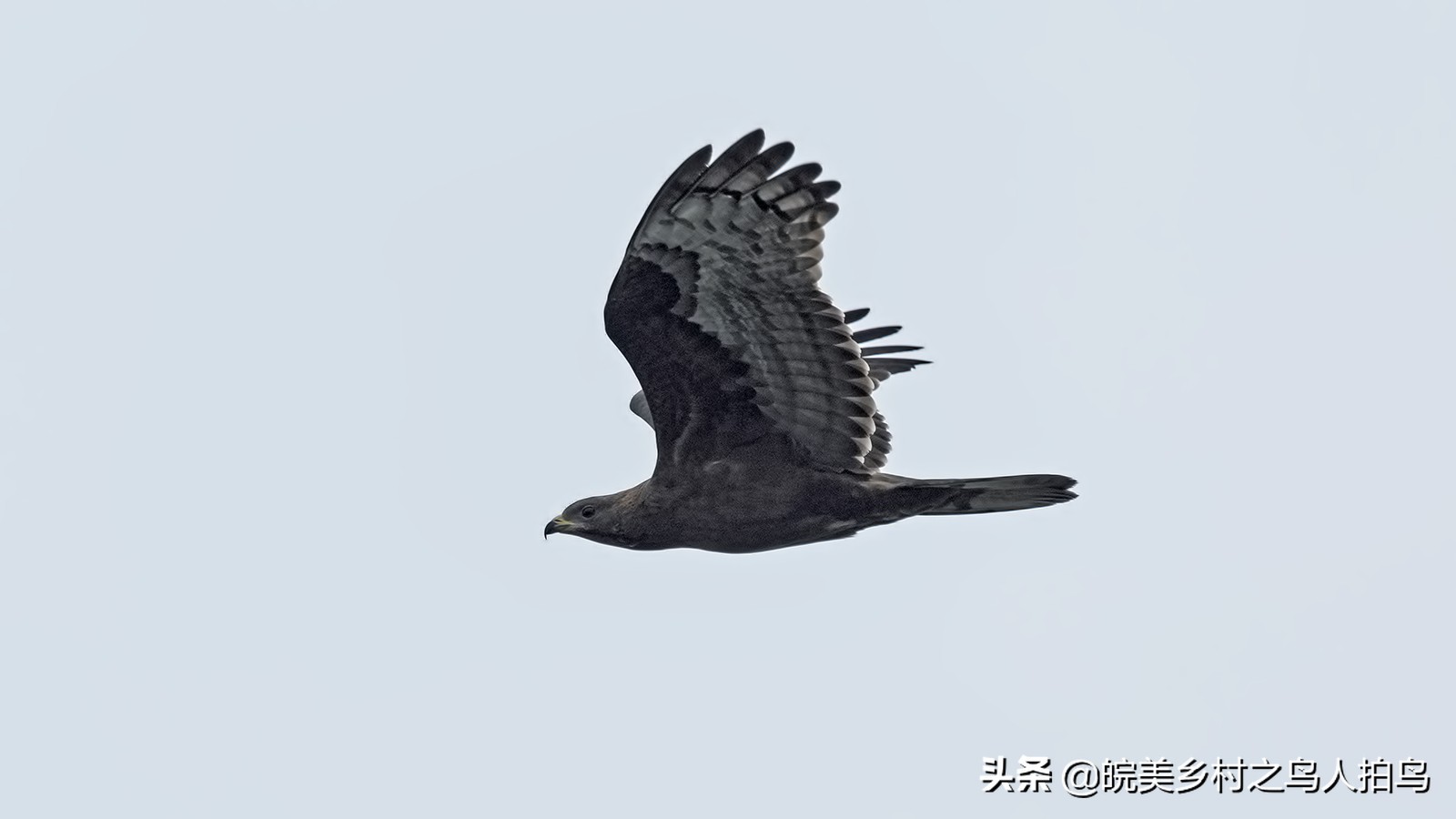 喜欢吃蜜蜂的鹰,吃蜂的鸟