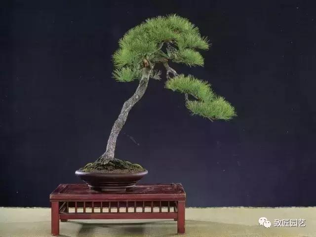 泰山松文人盆景,山松盆景100幅欣赏