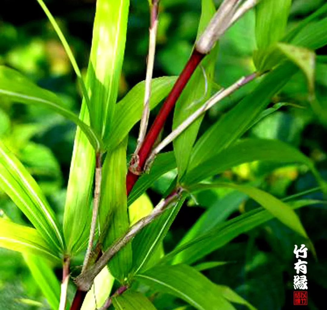 这红竹子美的——简直让人不敢相信是真的！