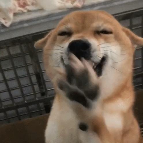 如果狗狗被抓伤了怎么办,如果被狗狗咬伤了怎么办