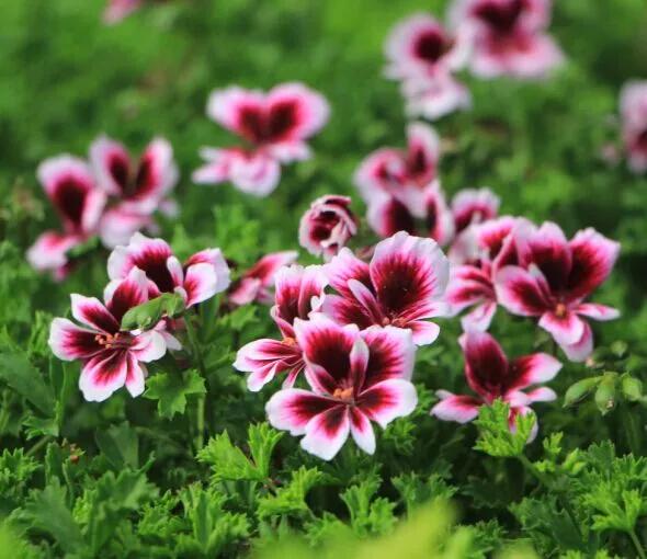 10种天竺葵,天竺葵100种图片大全