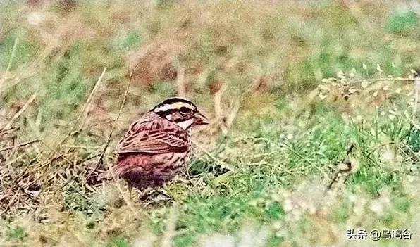 看图识鸟图片及答案,看图识鸟软件哪个好用