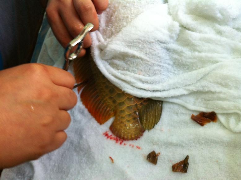 金龙鱼鱼尾受伤，龙须折断，主人为它做整形手术