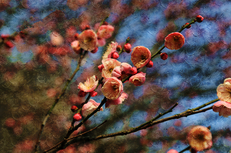 南京古林梅岭，二梅报春；盆景园梅花，婀娜多姿