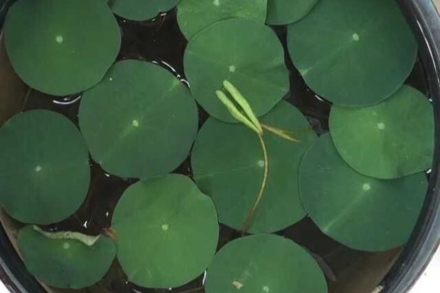 碗莲种子怎么种教程,碗莲种子怎样种植全过程