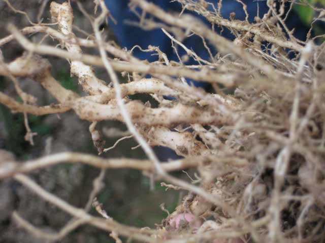 盆栽桂花怎么挽救,盆栽桂花落叶怎么补救视频