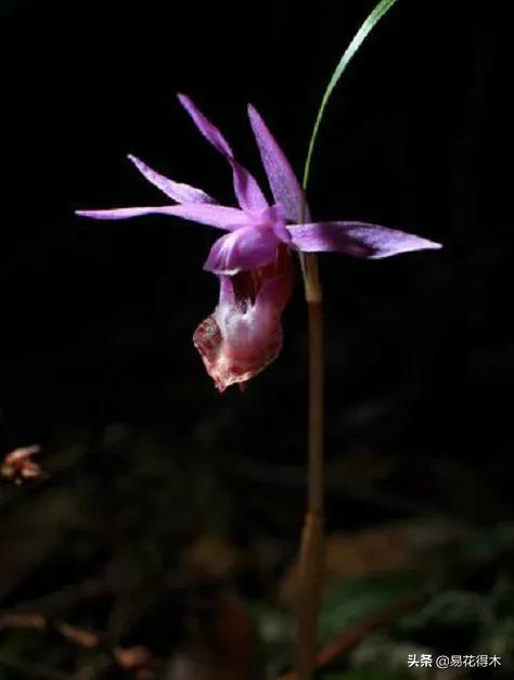 布袋兰花品种图片大全,我国特有的单种属珍稀濒危兰花
