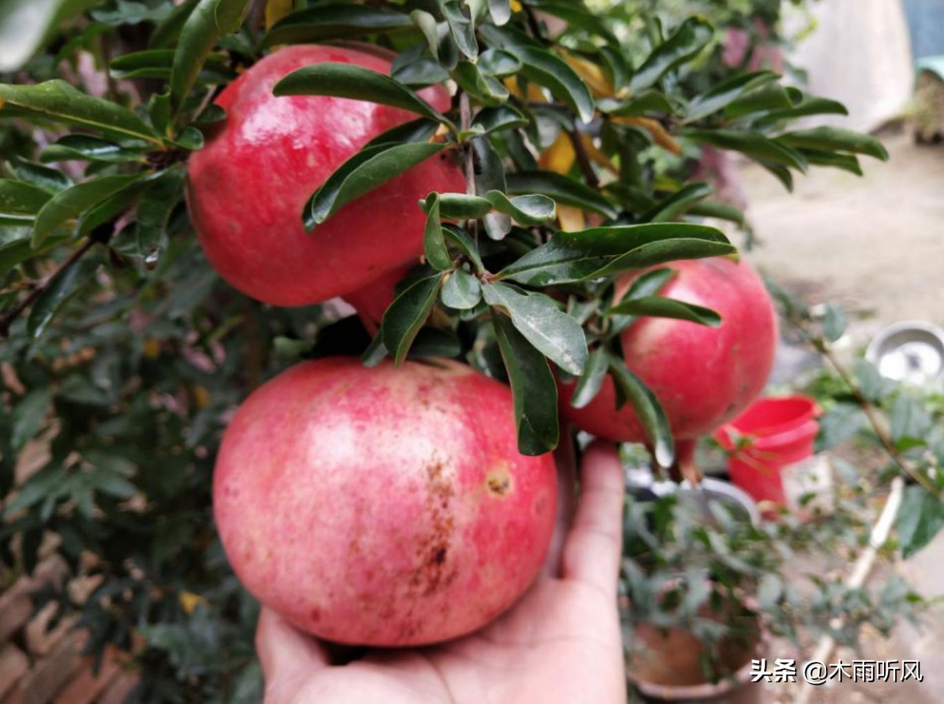 石榴树栽种几年能开花结果,石榴树一般要几年才能开花结果呢