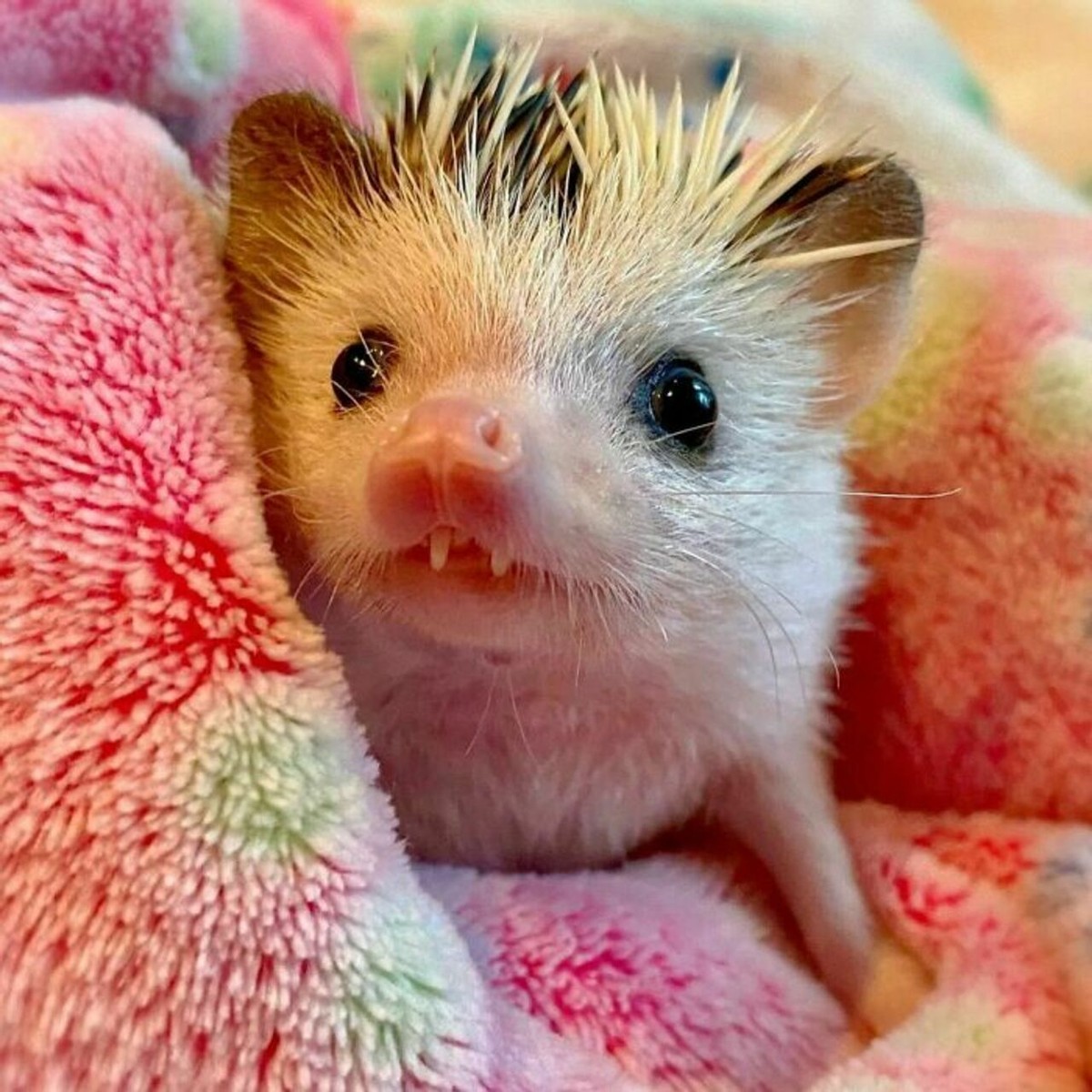 25张宠物刺猬生活的照片,从园艺到腹部按摩