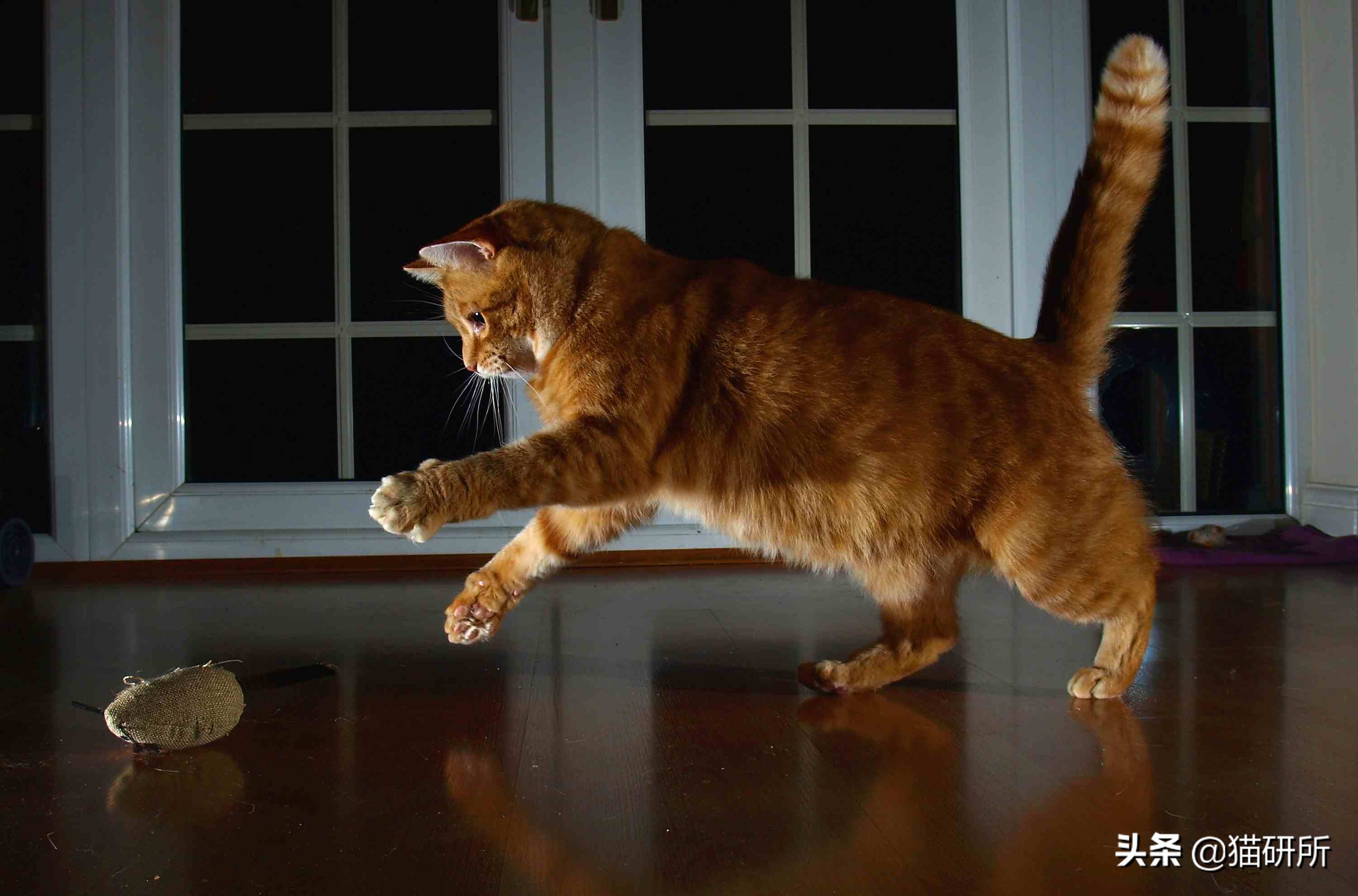 为什么猫咪半夜嚎叫,猫咪半夜嚎叫是什么原因