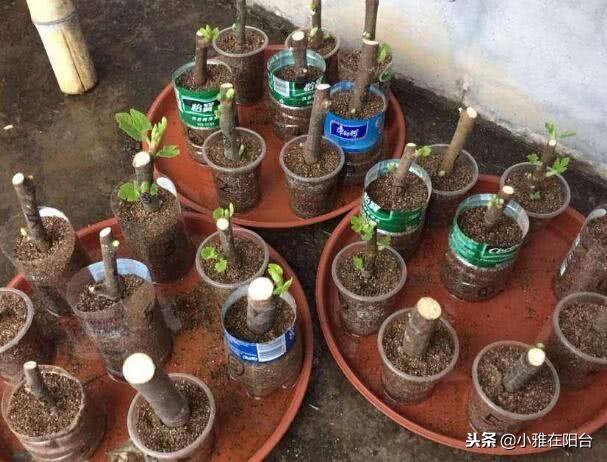 种无花果用这两个方法一年就枝繁,大面积种植无花果技术
