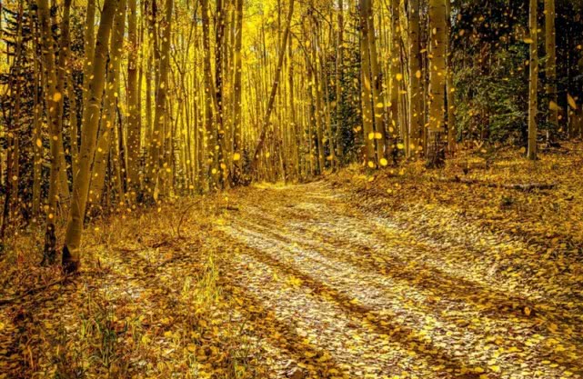 落叶怎么拍出高级感的视频人物,如何拍摄落叶效果最好