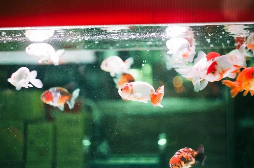 被禁养的观赏鱼,为什么中国被禁养的动物这么多