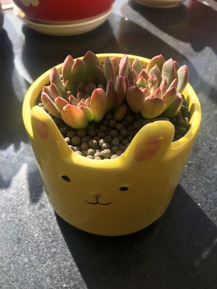 多肉新年寄语,养多肉七八年用心沉淀静待花开