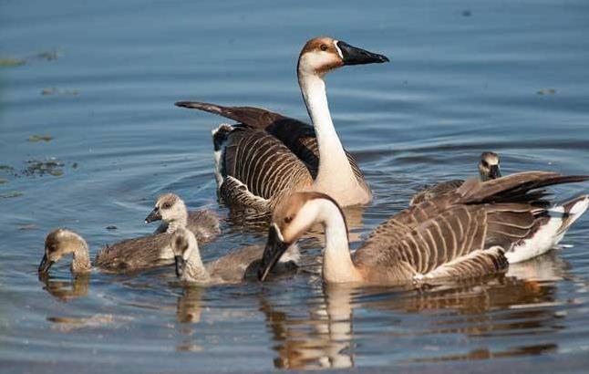 高清童年常见飞禽篇（值得珍藏）