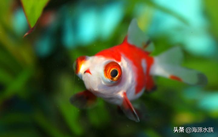 古代养金鱼的容器有什么讲究,家庭养金鱼都需要什么讲究