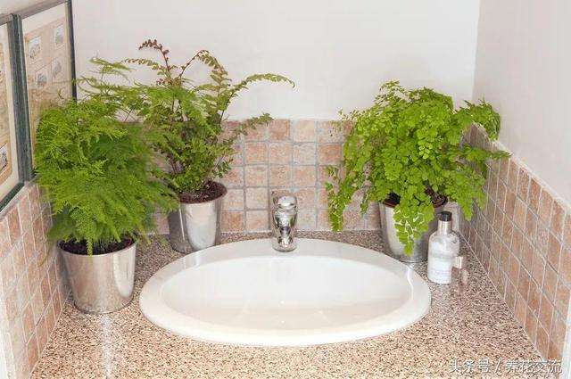 厕所里放一桶水拉屎可以除臭吗,厕所有异味用什么盆栽