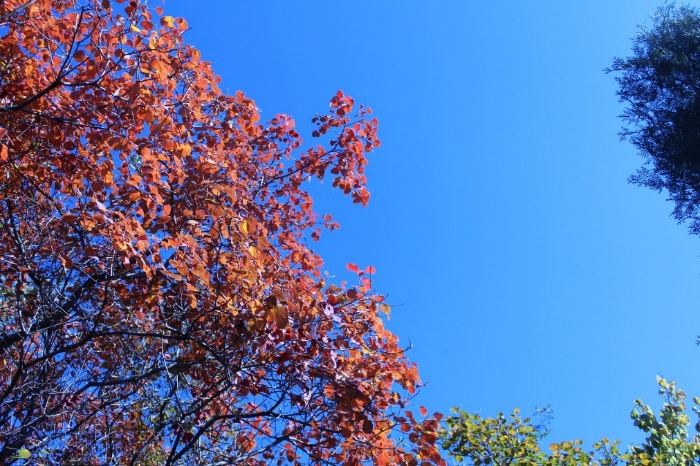缤纷秋色枫树,树叶金黄色的风景树有哪些