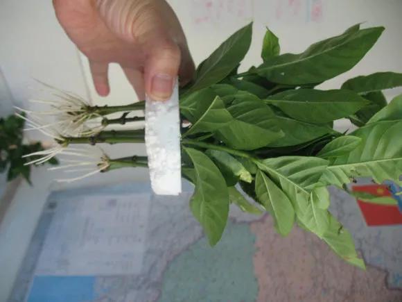 塑料瓶绑在月季上能生根吗视频,水扦插适应哪些花卉