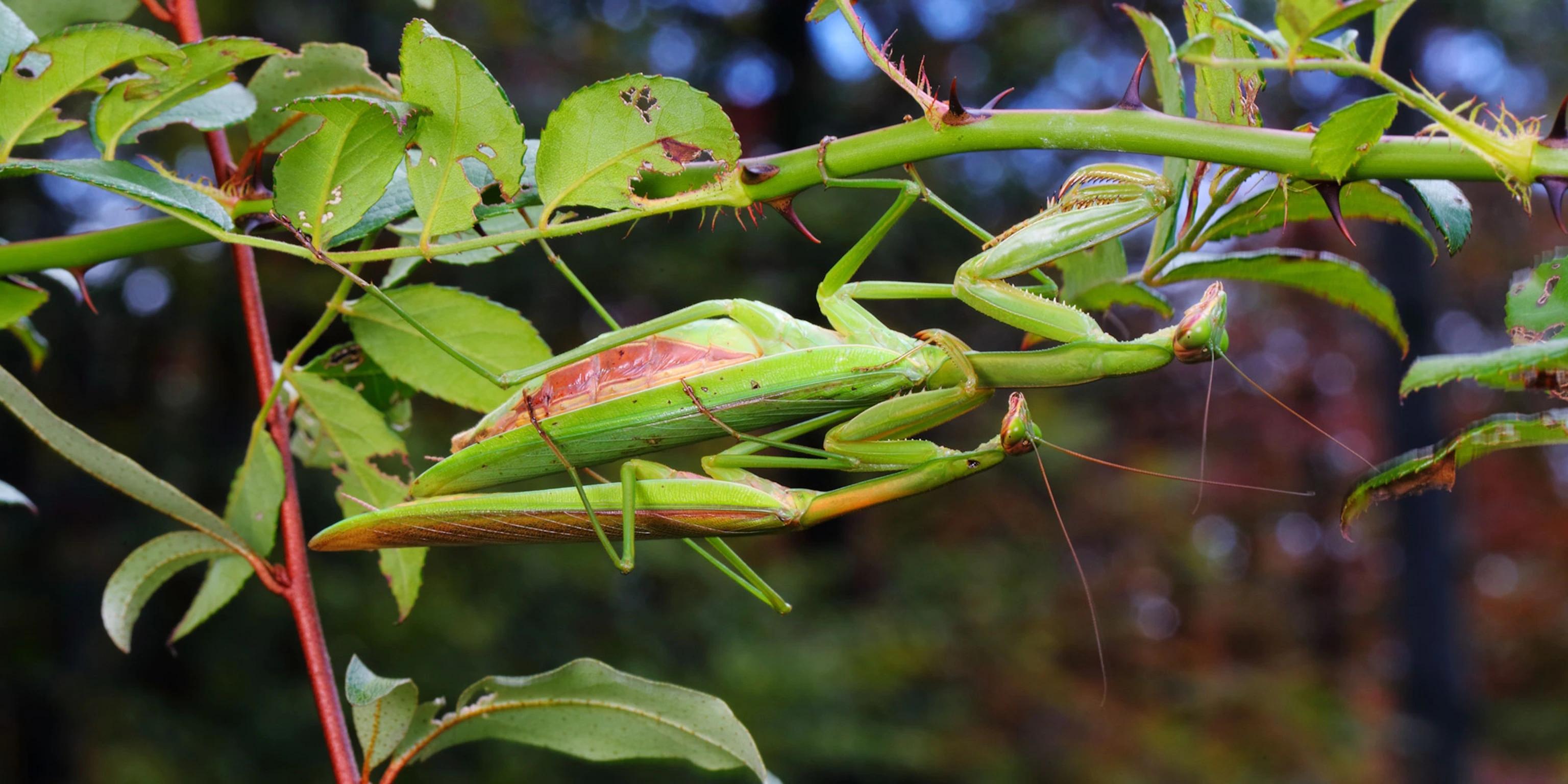 牡丹花下死的片段,牡丹下死口咬主人为什么