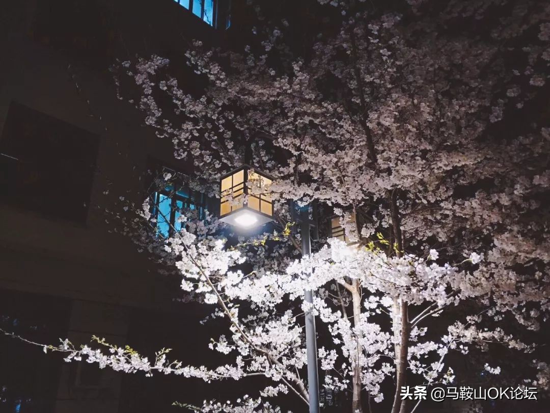 马鞍山滨江公园樱花开了吗,马鞍山雨山樱花