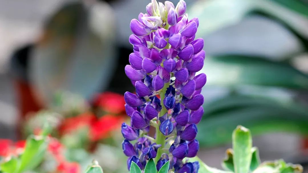 50种鲜切花花语，每个花艺师都要知道