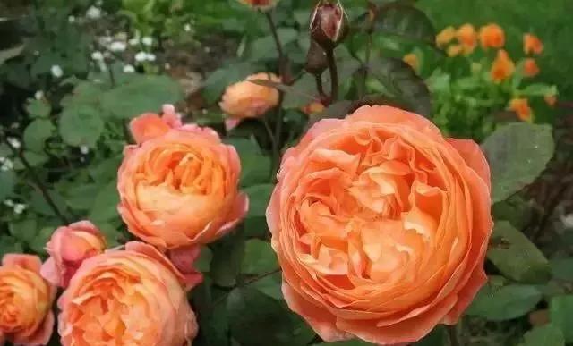 每天学习一点点各种花代表的花语,每天学习一朵花知识