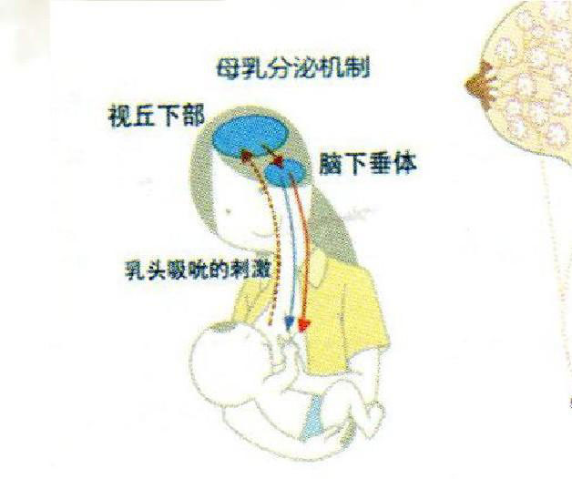 如何坐月子好下奶,怎么坐月子恢复得比较快