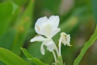 在水一方植物园,在水一方花卉