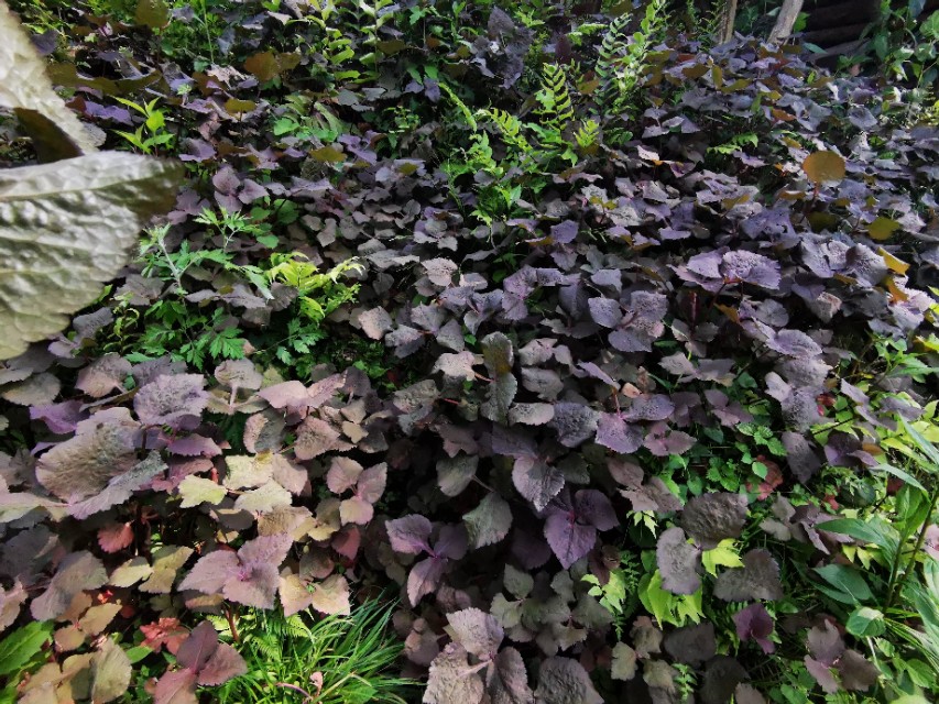 红叶鸭跖草,红叶苋菜补血吗