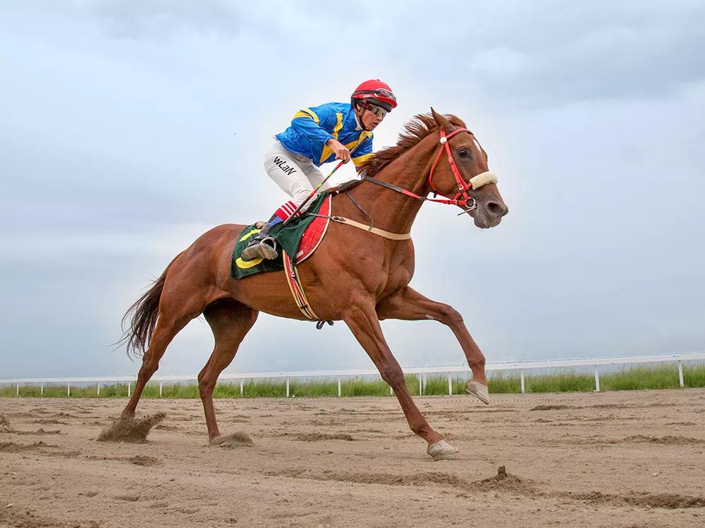 美丽伊犁简介,美丽新疆伊犁